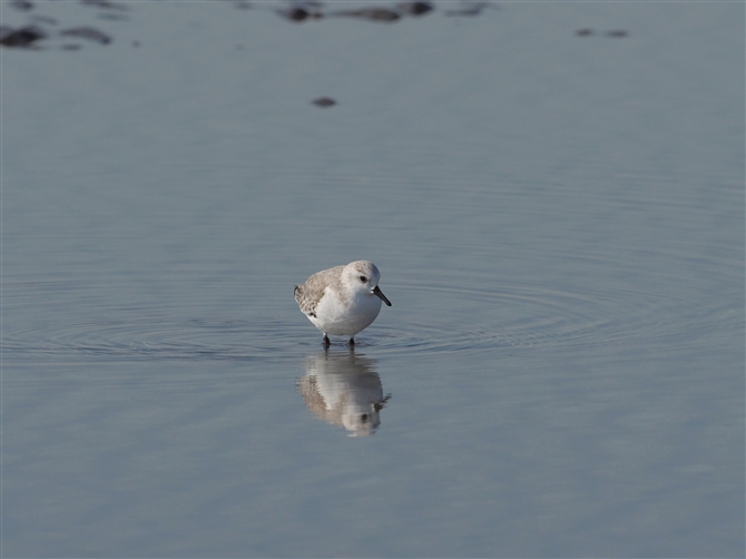 ~rVM,Sanderling